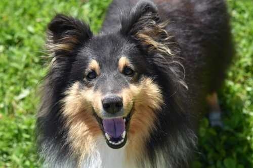 Monge BWild crocchette per cani, il grain free Made in Italy