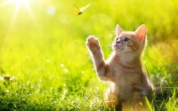Novità le crocchette Exclusion Monoproteico per gatto al tonno e manzo