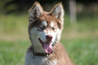 Novità le nuove crocchette Eagle Pet Food, qualità italiana nell’alimentazione del cane