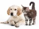 Novità Oasy cibo umido Grain Free per Cani e tanti nuovi Giochi per Gatti