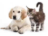 Novità Oasy cibo umido Grain Free per Cani e tanti nuovi Giochi per Gatti