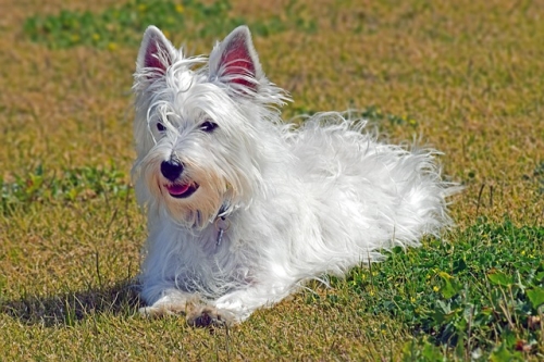 Nutrizione del West Highland White Terrier: valutazione delle diete ipoallergeniche