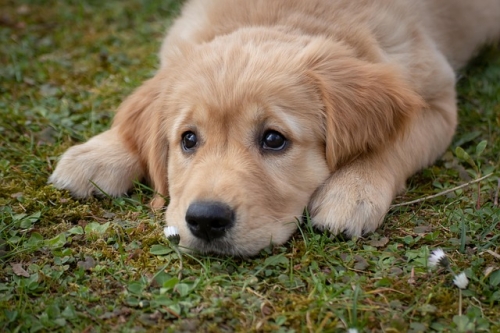 Paura delle uscite e bisogni in casa: come aiutare un cucciolo pauroso?