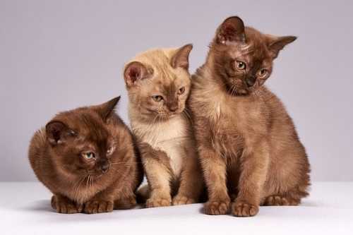 Per chi ha molti gatti e ci tiene all’alimentazione le crocchette Exclusion in sacchi da 12 Kg