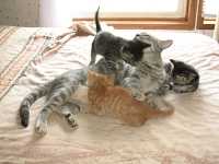Perchè i gatti fanno la pasta: curiosità sui gatti
