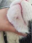 Perdita di pelo sotto al mento per un gatto, cosa fare?