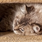 Preparare la casa per un cucciolo Ragdoll, consigli utili