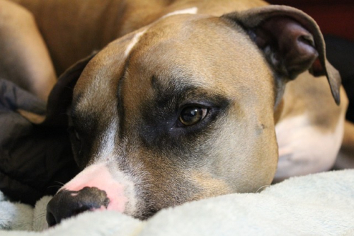 Quali sono le principali patologie dei cani? Come si curano? Tutto quello che devi sapere