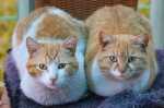 Problema con due gatti