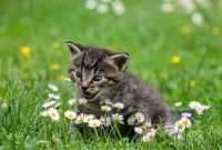 Problemi di comportamento per una gattina
