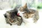 Problemi di relazione fra un gatto adulto ed un gattino nuovo. Come farlo accettare a casa?