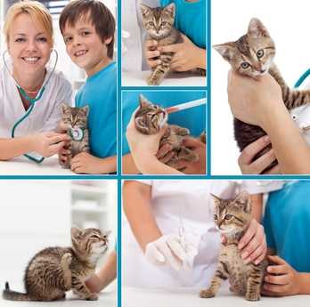 Problemi per un gatto senza una zampa