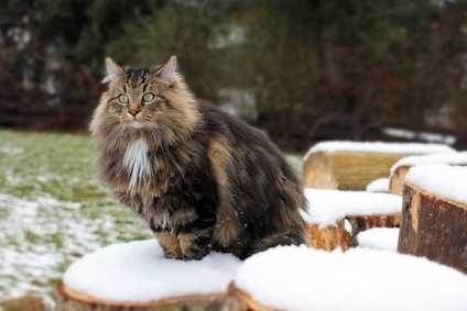 Quali sono le migliori marche di crocchette per gatti?