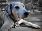 Qualità e convenienza con le crocchette per cani Farmina N&D Ancestral al pollo, agnello, light e mature