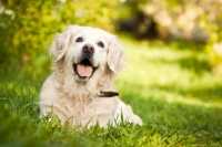 Quanto tempo possiamo lasciare il cane da solo a casa?