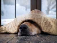 Raffreddore cane: come curare il raffreddore al cane