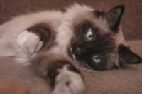 Rilassante per gatti