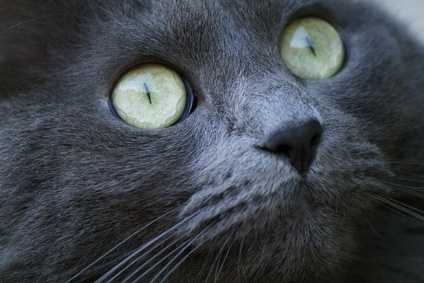 Rottura corneale interna per un gatto, cosa fare?