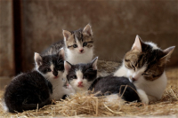 Scopri i brand top di alimenti per gatti su Alimentianimalionline.it 
