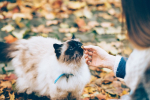 Snack per gatti, guida utile
