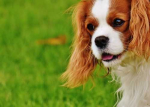 Sostenibilità ambientale grazie alla nuova linea di alimenti per cani Brit Sustainable