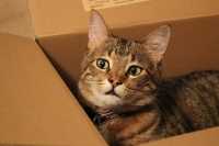 Traslocare con un gatto, consigli utili
